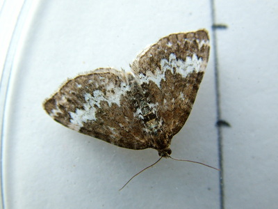 Small Rivulet
